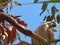 Australia, kakadu national park