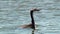 Australia, Kakadu National Park, Alligator River, Cormorant in water with cormorant with catfish in its beak