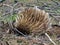 Australia, kangaroo island, echidna