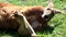 Australia, kangaroo island, excursion in the outback, close-up view of a male red kangaroo