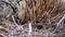 Australia, kangaroo island, excursion in the outback, close up view of a shy echidna