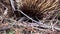 Australia, kangaroo island, excursion in the outback, close up view of a shy echidna