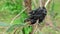 Australia, kangaroo island, excursion in the outback, view of a cluster of processionary caterpillars