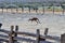 Australia, Kangaroo in Mungo National Park