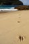 Australia: kangaroo tracks on beach v