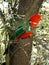 Australia: King parrot in banksia tree