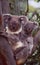 Australia: Koala-Bears in a tree