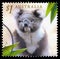 Australia koala postage stamp