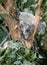 In Australia, the koala in the tree, how innocent