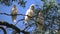 Australia long billed corella birds in gum tree