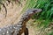 Australia- Mangrove Monitor Lizard Close Up