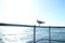 Australia Melbourne St Kilda Seagull