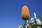 Australia native flower orange Banksia