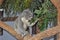 Australia native Koala bear Phascolarctos cinereus eating gum leaves