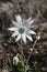 Australia: native white flannel flower
