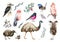 Australia and New Zealand native birds set. Watercolor illustration. Emu, lyrebird, kiwi, kookaburra, pink cockatoo
