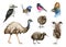 Australia and New Zealand wildlife bird set. Watercolor illustration. Emu, kiwi, fairy wren, kookaburra, lyrebird, pink