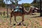 Australia, NT, Camel Farm