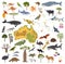 Australia and Oceania flora and fauna map, flat elements. Animal