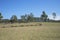 Australia Outback Cattle Herd Crossing Grassland