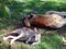 Australia, outback, kangaroo mother and son