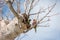 Australia parrot on boab tree