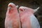 Australia parrot love. Leadbeater cockatoo, Cacatua leadbeateri, pink and white parrot in the nature habitat. Bird from wild,