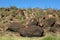 Australia, The Pebbles - Kunjarra