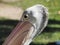 Australia Pelican