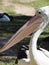 Australia Pelican