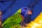 Australia Rainbow Lorikeet Parrot
