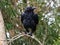 Australia Ravens