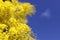 Australia\\\'s Spring season greeted by Yellow Golden Wattle flowers