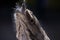 Australia\'s Tawny Frogmouth Bird Closeup