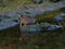 Australia Spootted Crake