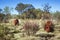 Australia termite hill