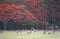 Australia- A Troupe of Wallabies Beneath Flowering Trees