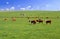 Australia: In Victoria these cows are lucky to have fresh green gras to feed