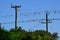 Australia, WA, Kalbarr, Birds on wire