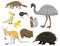 Australia wild animals cartoon popular nature characters flat style mammal collection vector illustration.