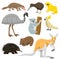 Australia wild animals cartoon vector collection