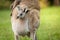 An Australia wild baby kangaroo in a mom front bag, close up.