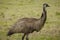 Australia Wild Emu found walking on farmland in Port Stephens, Australia