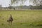 Australia Wild Emu found walking on farmland in Port Stephens, Australia