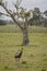 Australia Wild Emu found walking on farmland in Port Stephens, Australia