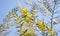 Australia yellow wattle flowers Acacia fimbriata Brisbane Golden