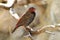 Australia, Zoology, Birds