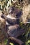 Australia, Zoology, Koala on tree