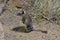 Australia, Zoology, Numbat