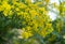 Australian acacia cultriformis bright yellow flowers